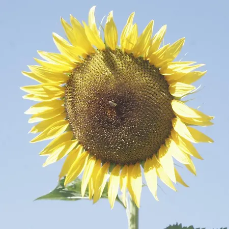 Salatic