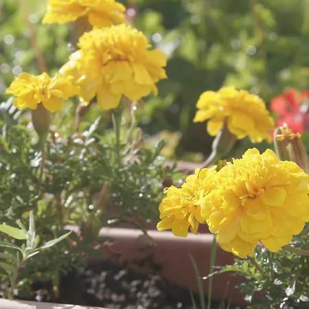 Apartamento Salatic *